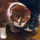 Illustration for article titled Boy Cats Marry in First-Ever Same-Sex Feline Wedding